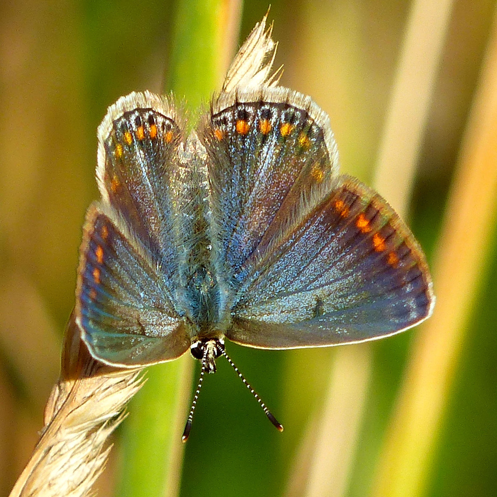 Common Blue butterfly (Polyommatus icarus) on grass seed-head