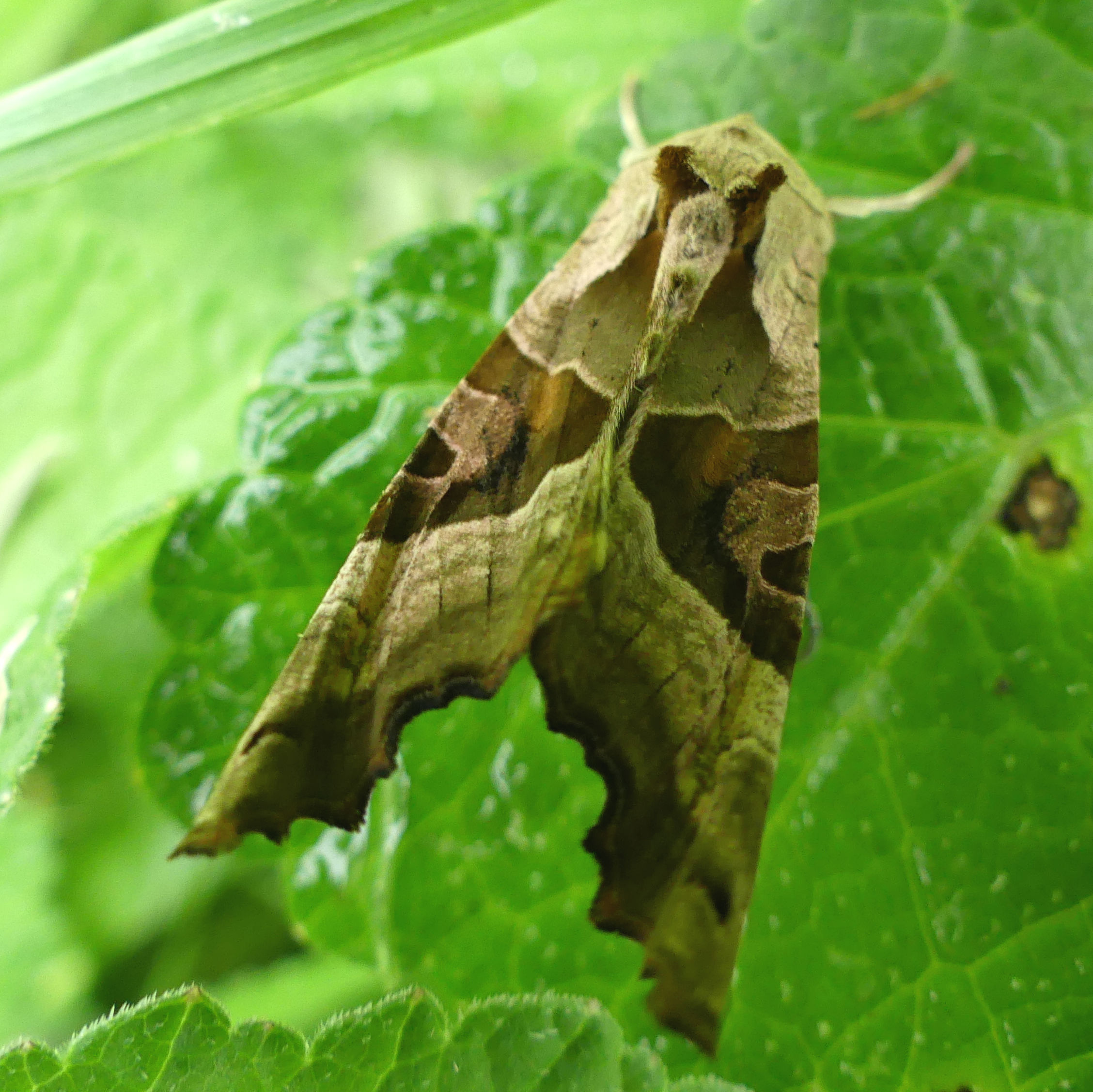 British Angle Shades moth resting on a leaf