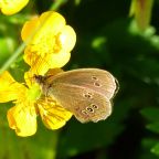 Ringlet Butterfly