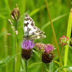 Marbled White Butterfly
