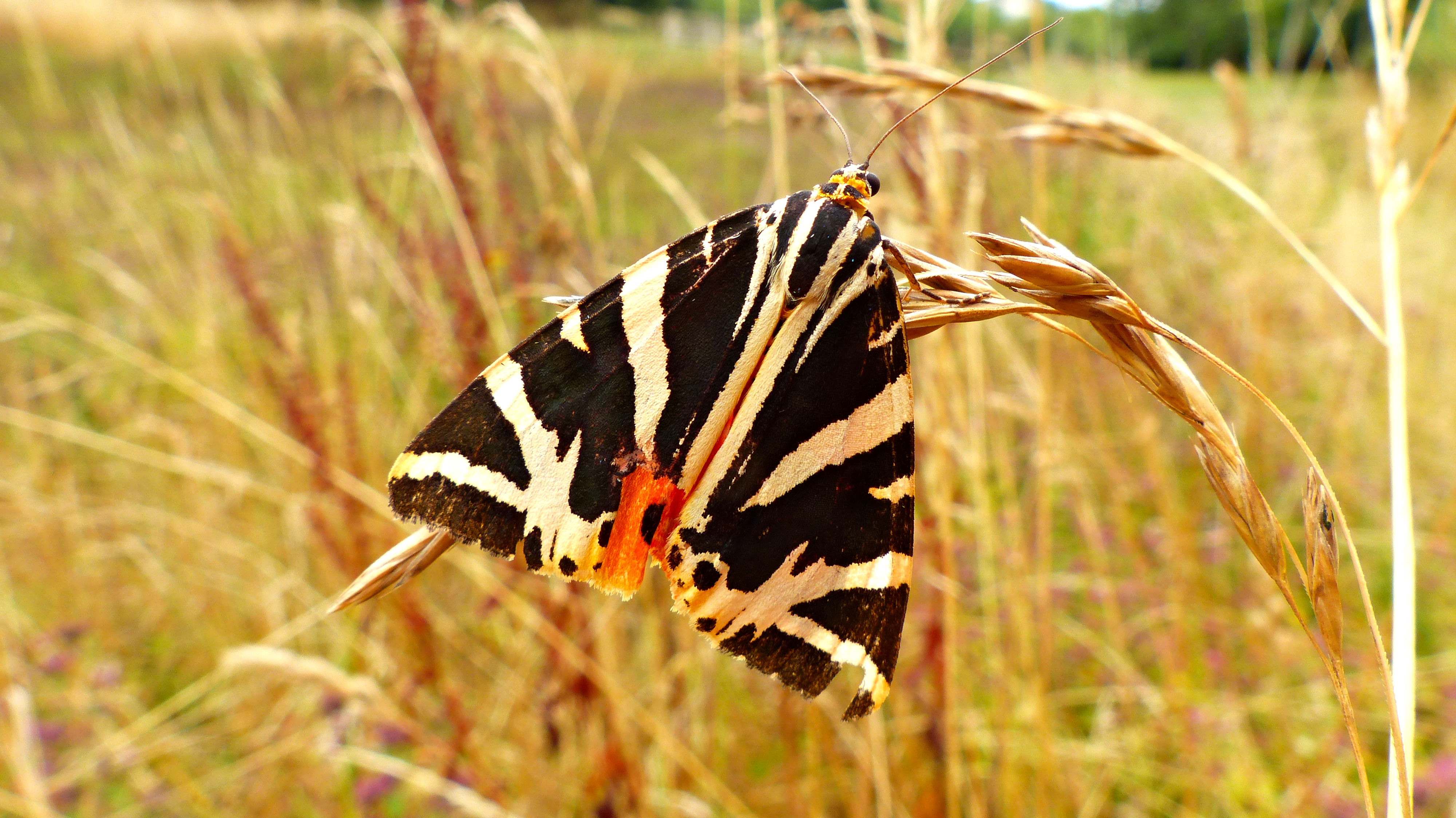 Jersey Tiger Moth (Euplagia quadripunctaria), showing top side of wings with damage, resting on grass