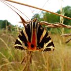 Jersey Tiger Moth