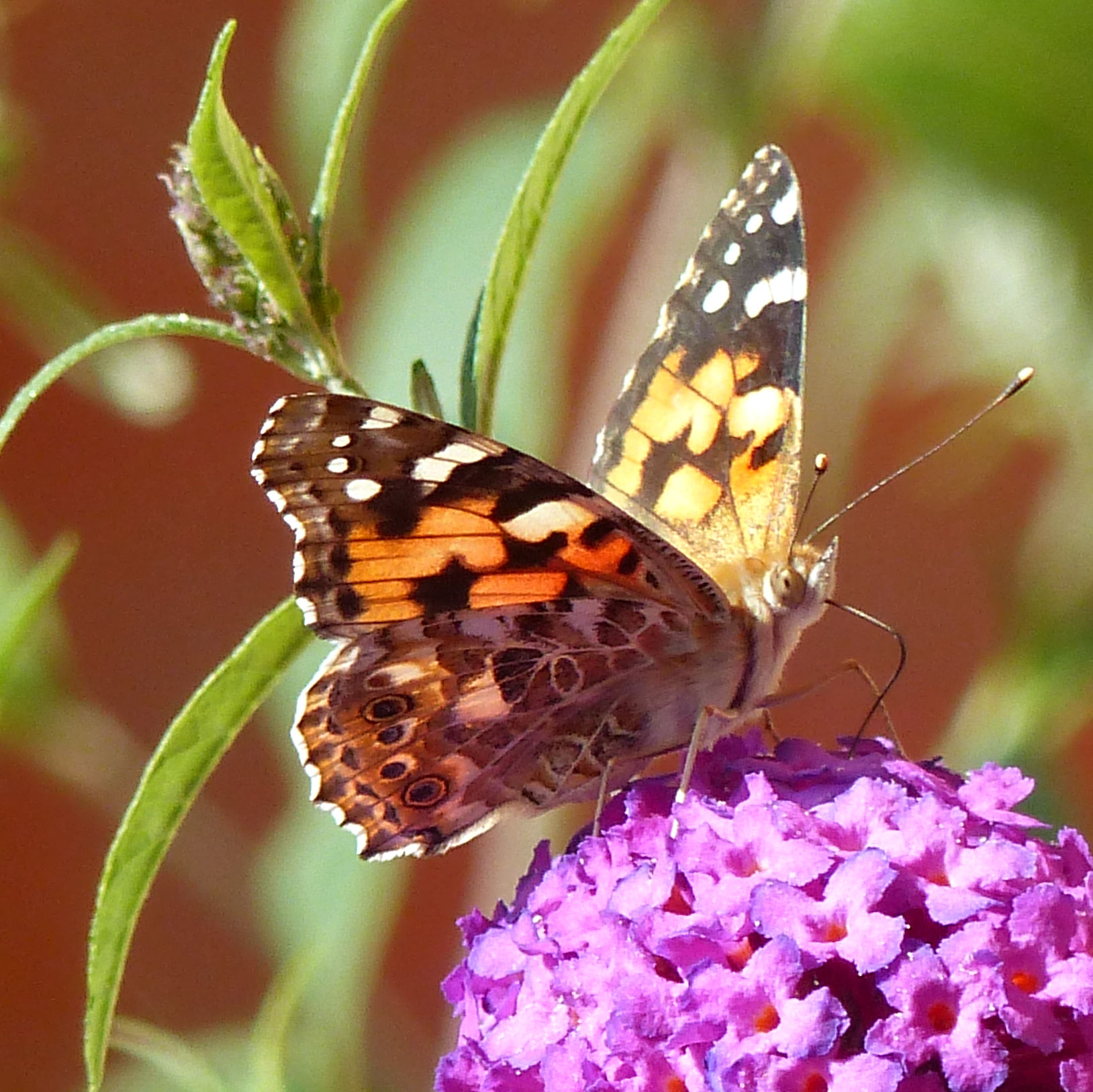 Painted Lady (Vanessa cardui) butterfly imago feeding on buddeia flowers
