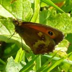 Gatekeeper Butterfly