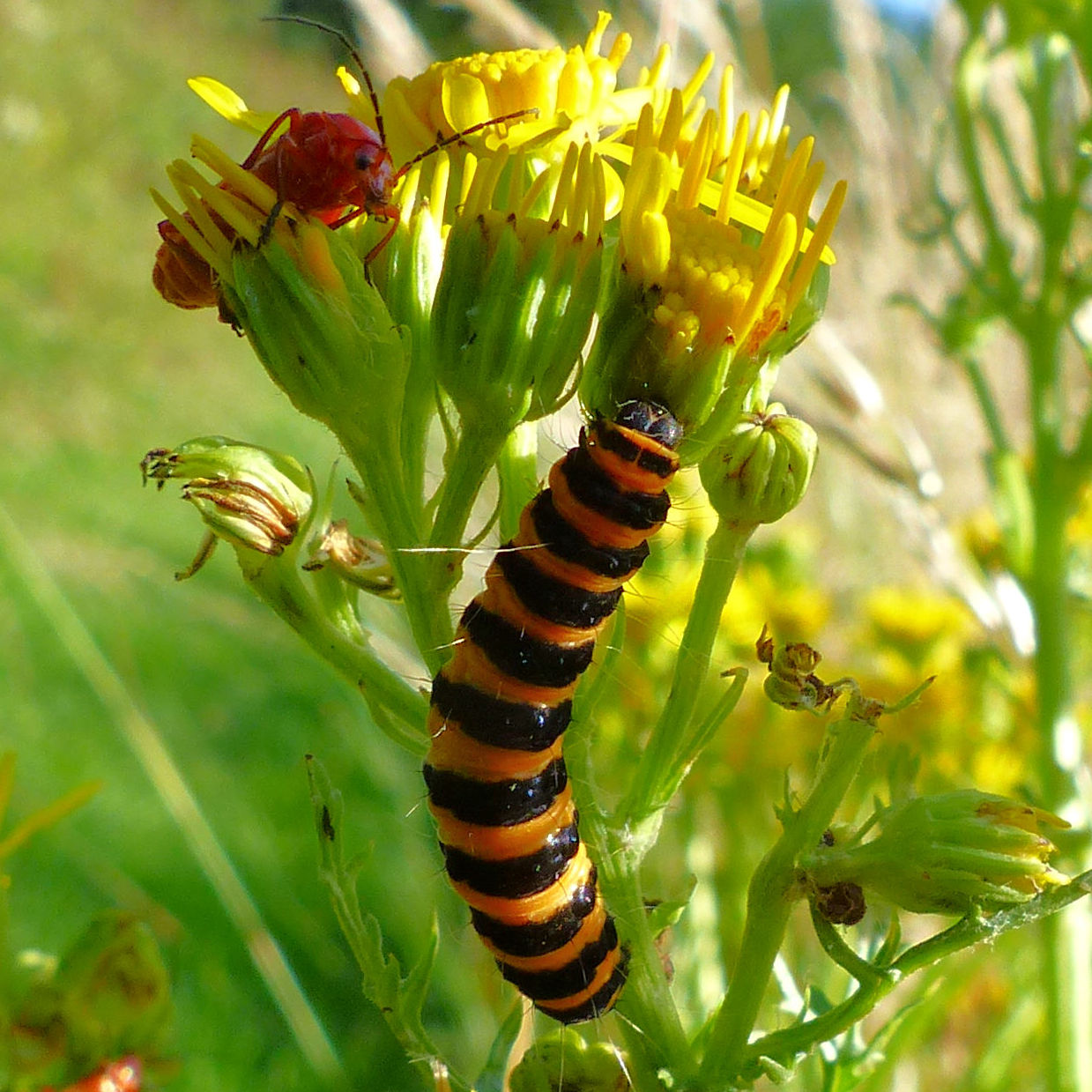 Orange and black striped Cinnabar Moth caterpillar (Tyria jacobaea)