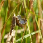 Common Blue Butterfly
