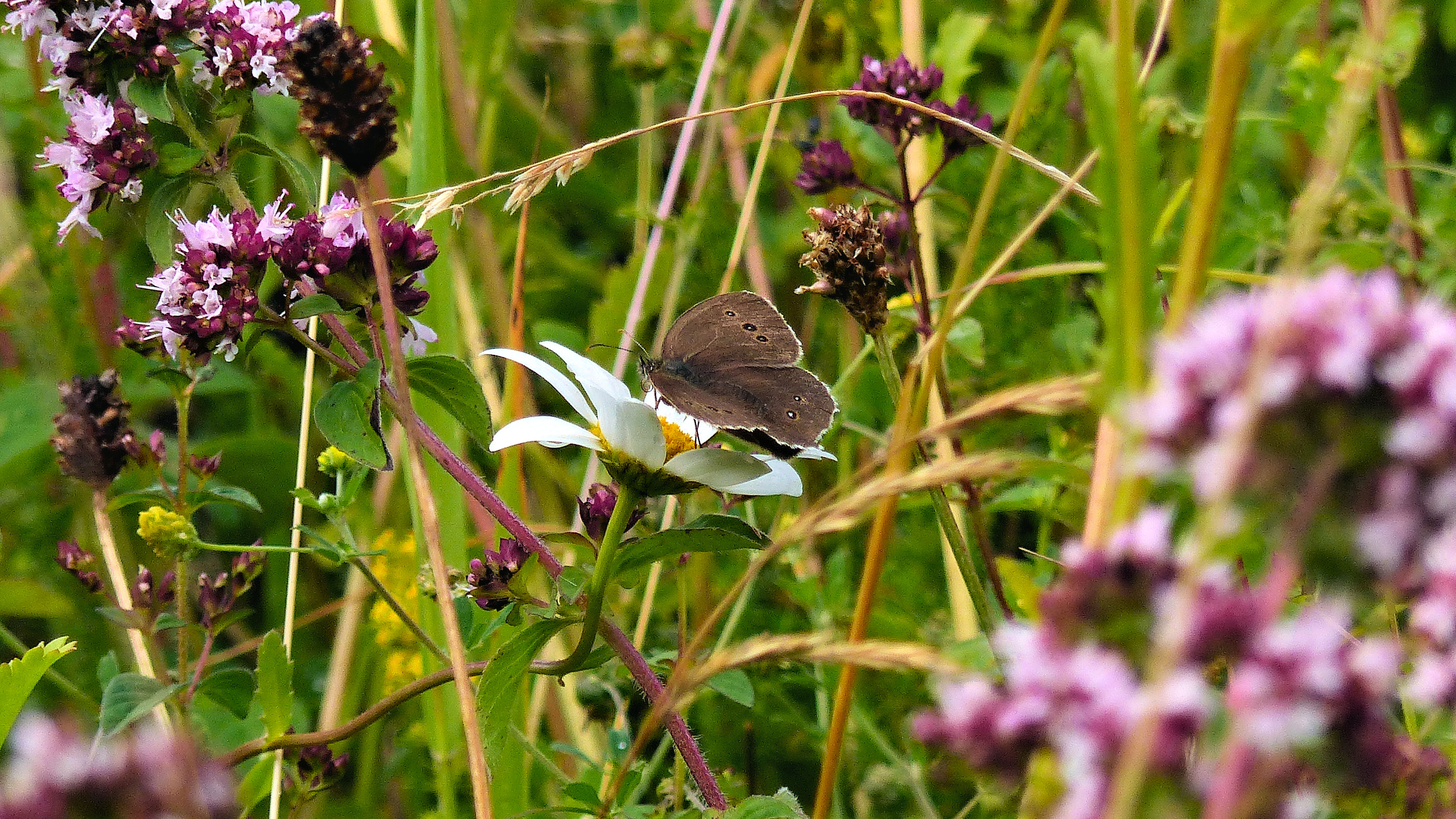 Ringlet butterfly (Aphantopus hyperantus) feeding on a white Oxeye daisy flower