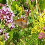 Meadow Brown Butterfly