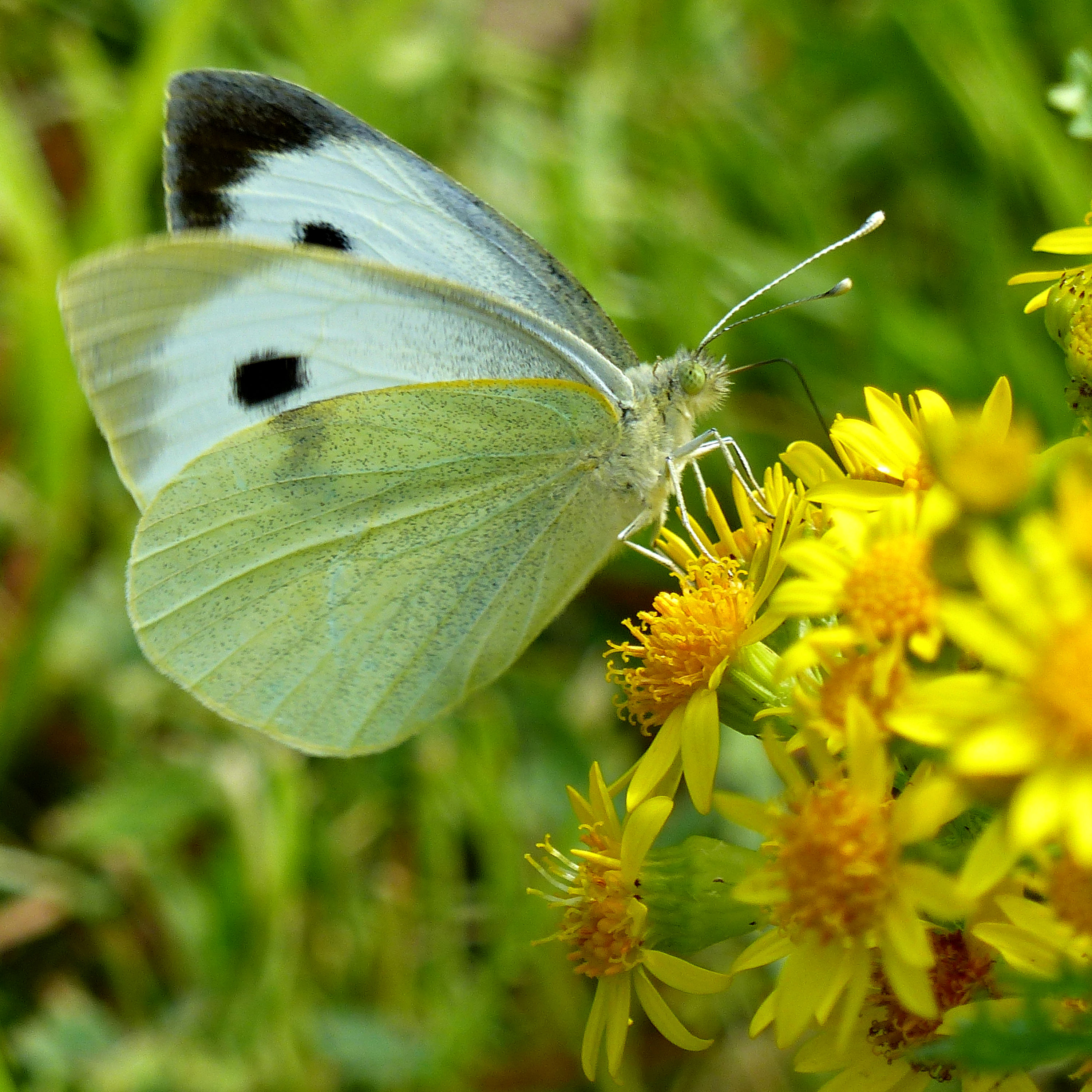 Large White butterfly (Pieris brassicae) feeding on yellow ragwort flowers