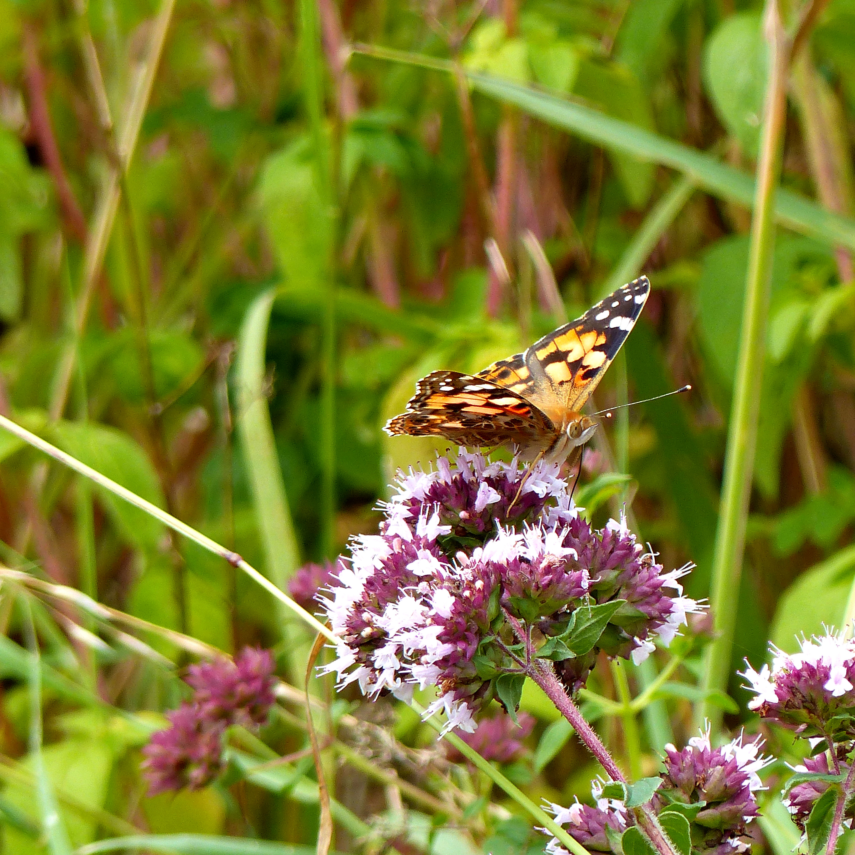 Painted Lady (Vanessa cardui) butterfly imago feeding on wild marjoram flowers