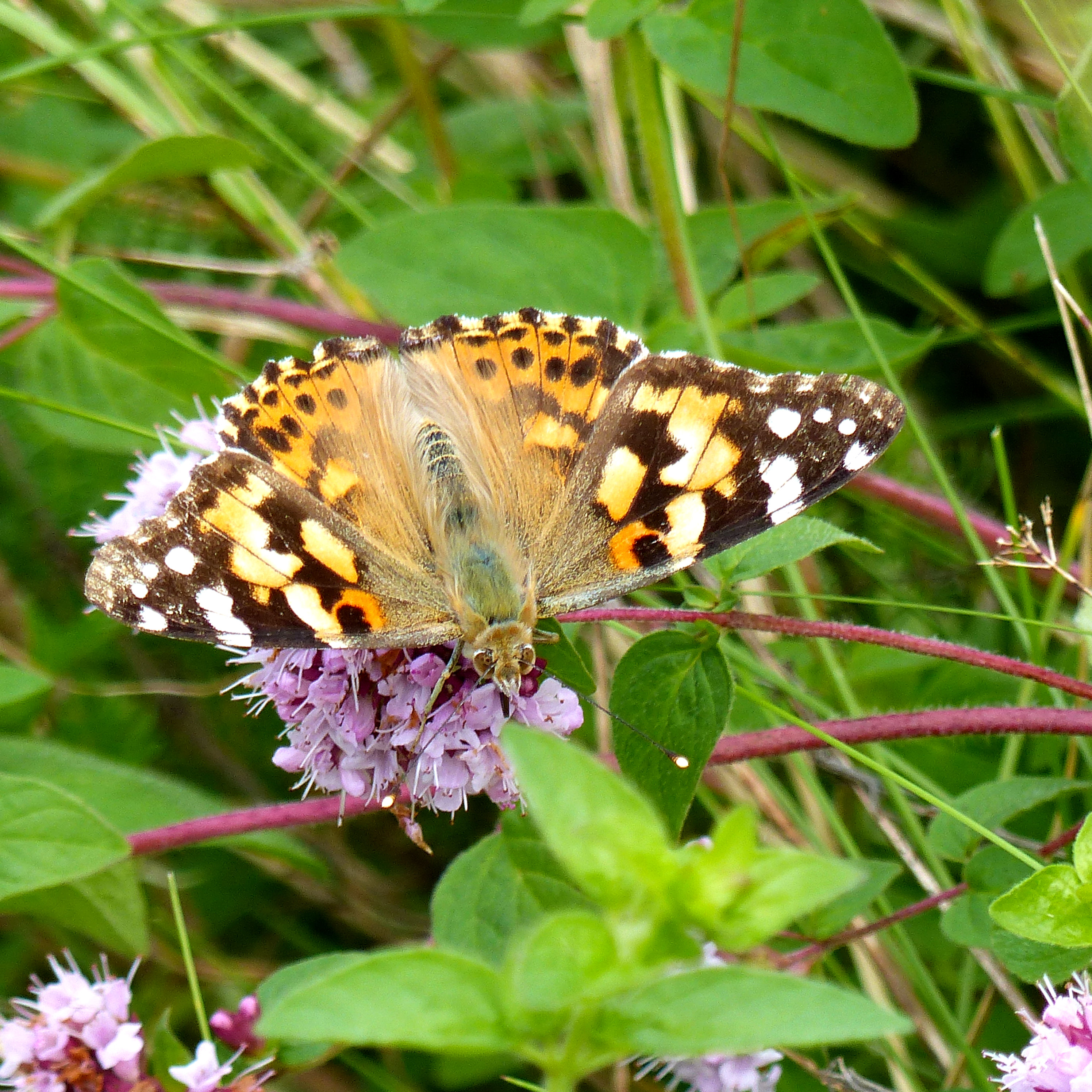 Painted Lady (Vanessa cardui) butterfly imago feeding on wild marjoram flowers