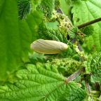 Dingy Footman Moth
