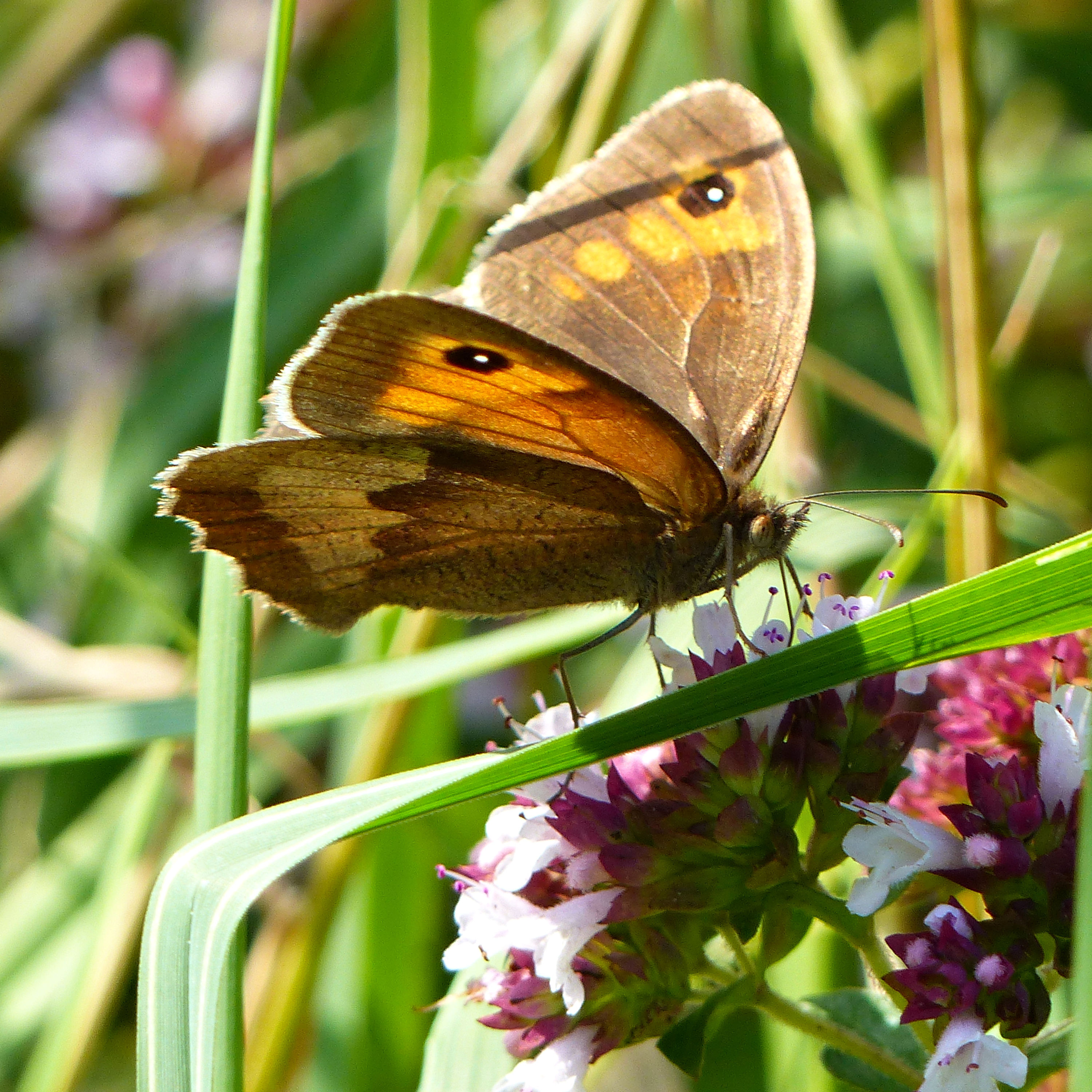 Meadow Brown butterfly (Maniola jurtina) feeding on wild marjoram flowers