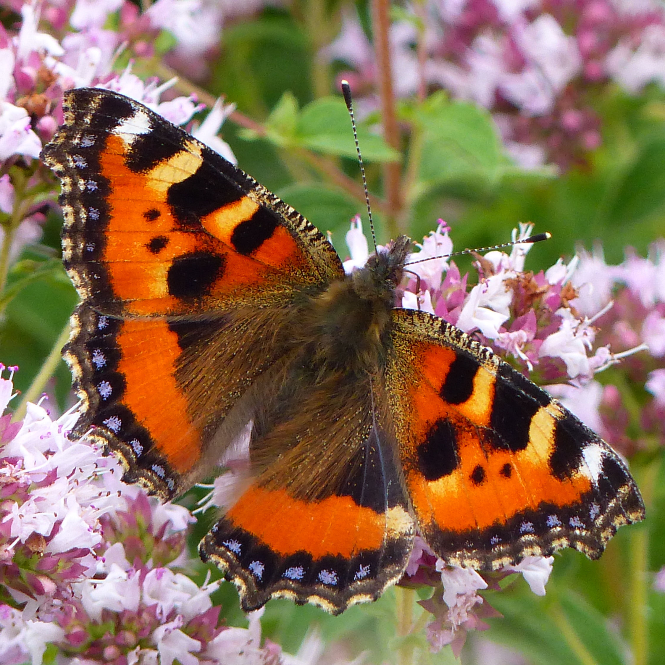 Small Tortoiseshell butterfly (Aglais urticae) on wild marjoram flowers