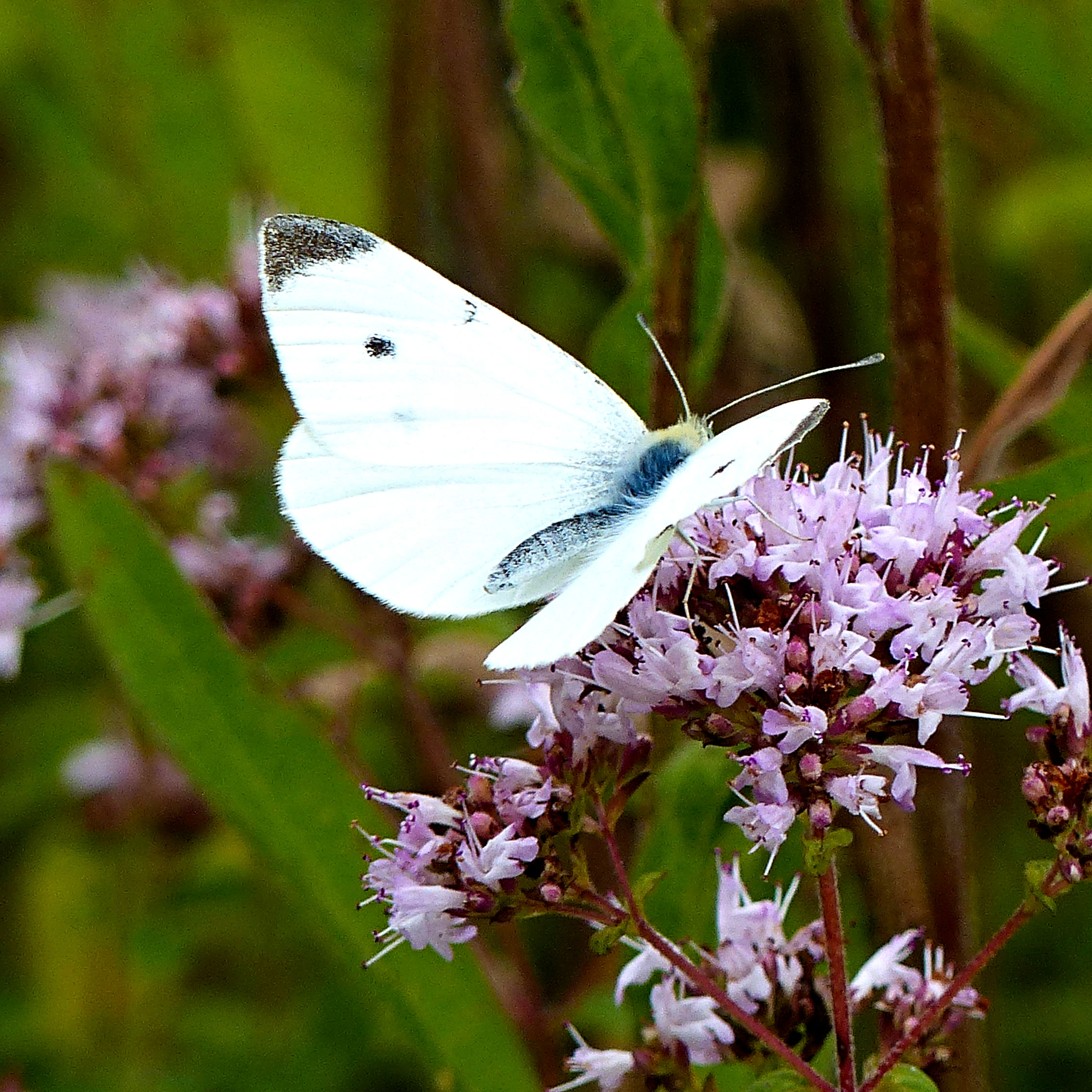 Small White butterfly (Pieris rapae) with partially open wings feeding on wild marjoram flowers