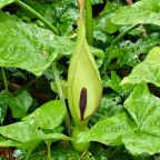 Arum Lily