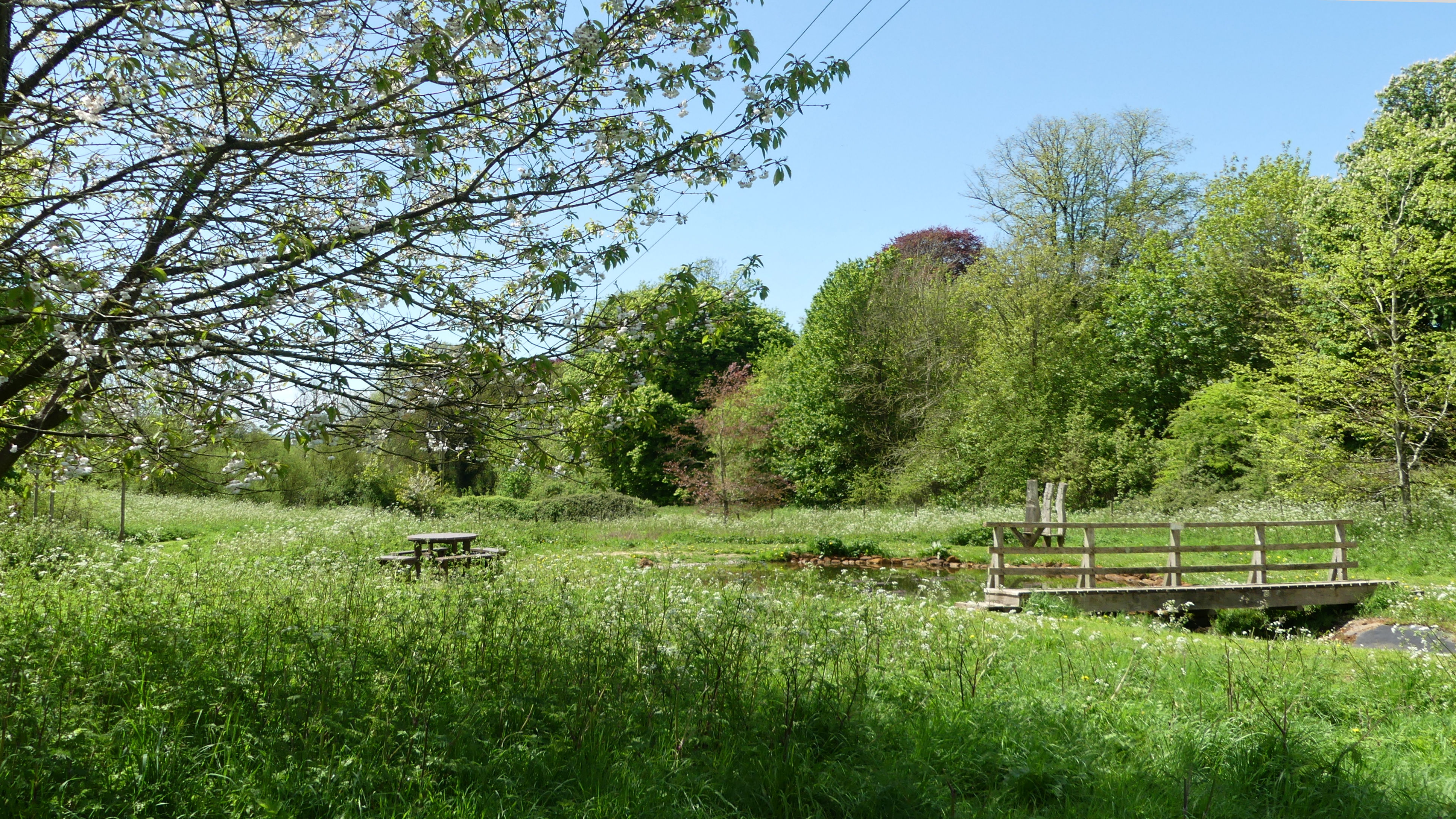 Peaceful at midday in May by the new pond in a Dorset nature area