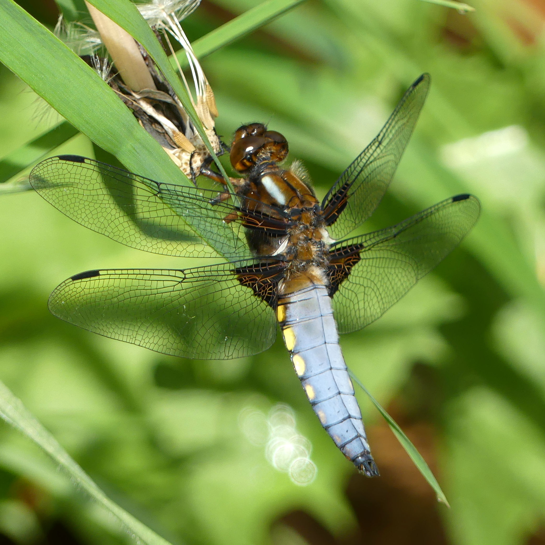 Male Broad-bodied Chaser dragonfly (Libellula depressa) dorsal view showing blue abdomen