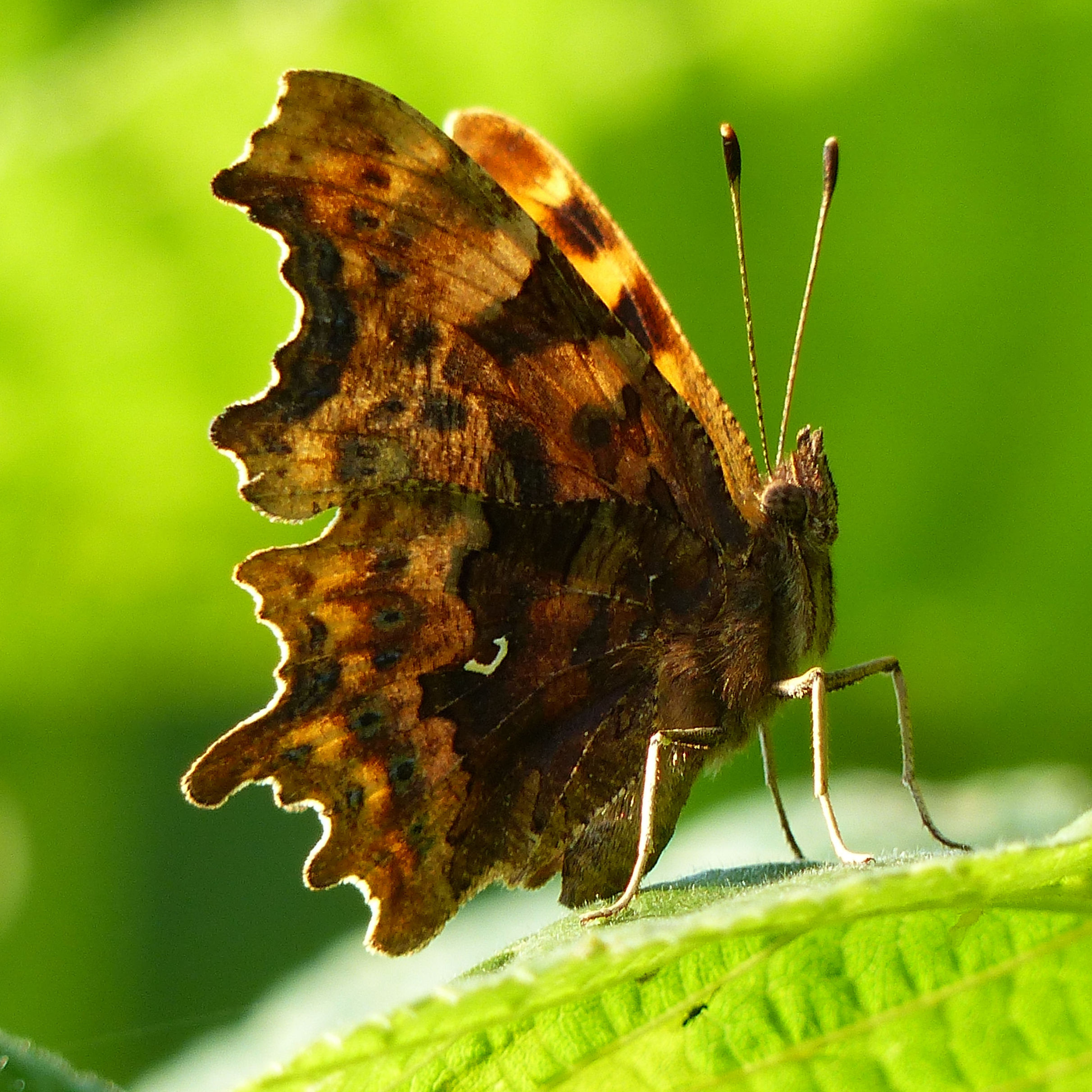Comma butterfly (Polygonia c-album) on a hazel leaf showing underwings