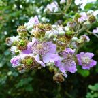 Bramble
