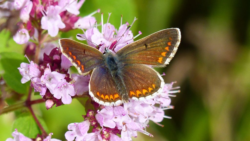 Brown Argus butterfly (Aricia agestis) on wild marjoram flower