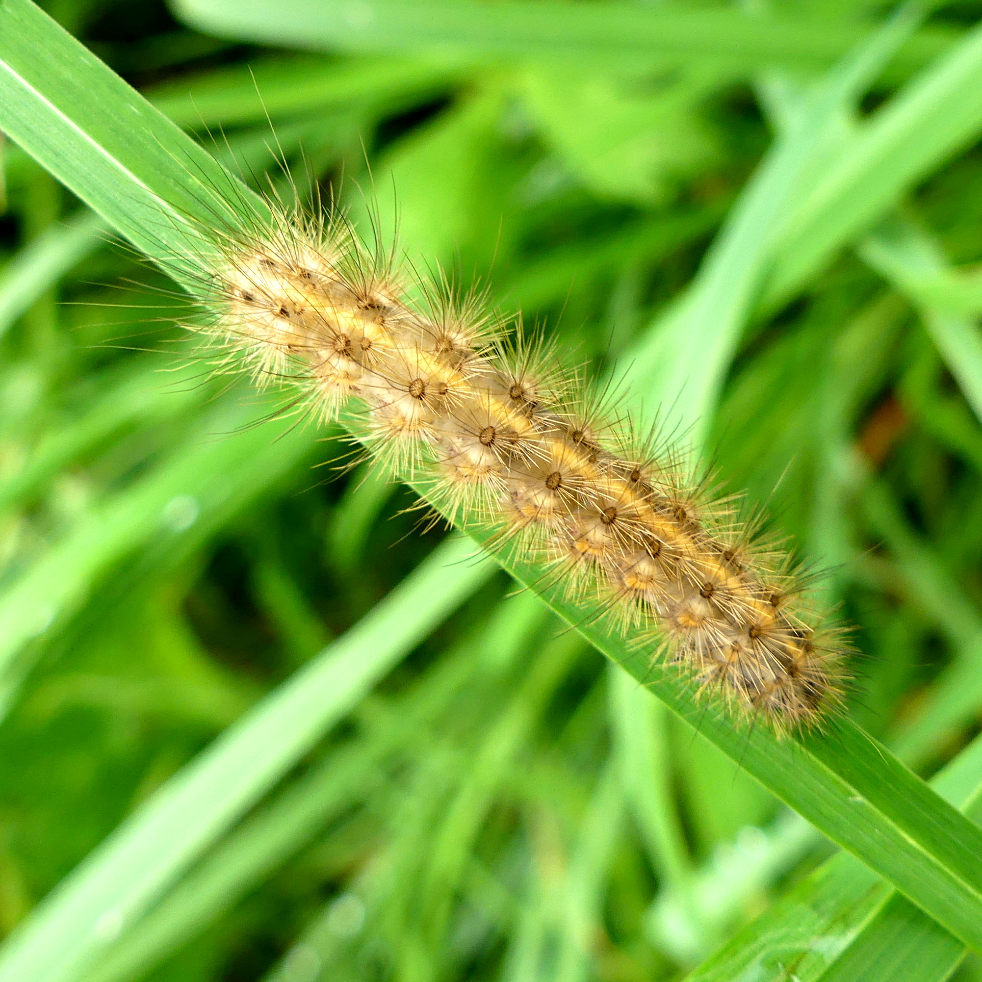 The caterpillar or larva of the Ruby Tiger Moth (Phragmatobia fulginosa) on a blade of grass at Charlton Down Nature Area in Dorset.