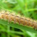 Ruby Tiger Caterpillar