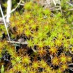 Moss 1