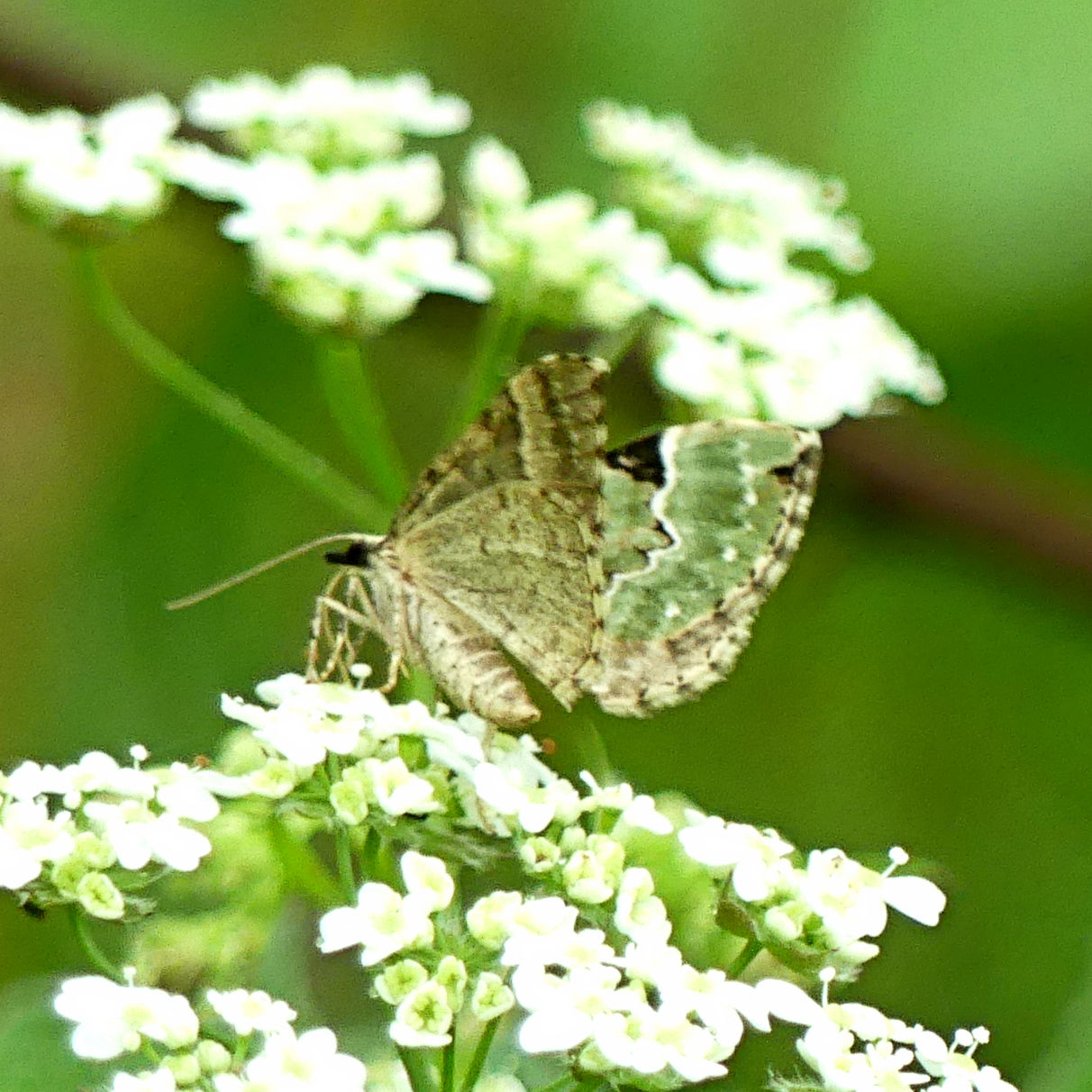 Green Carpet Moth (Colostygia pectinataria) feeding on white Cow Parsley flowers at Charlton Down Nature Area in Dorset