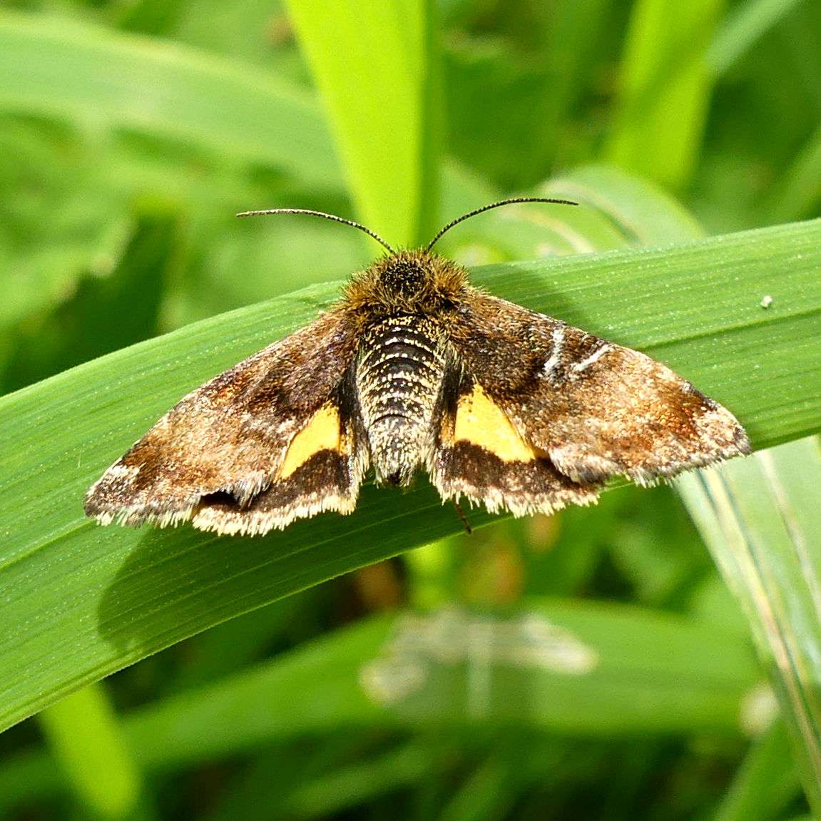 Small Yellow Underwing Moth (Panemeria tenebrata) resting on a blade of grass