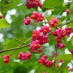 Spindle Fruits