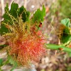 Robin’s Pin Cushion Gall