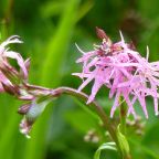 Ragged Robin Flowers