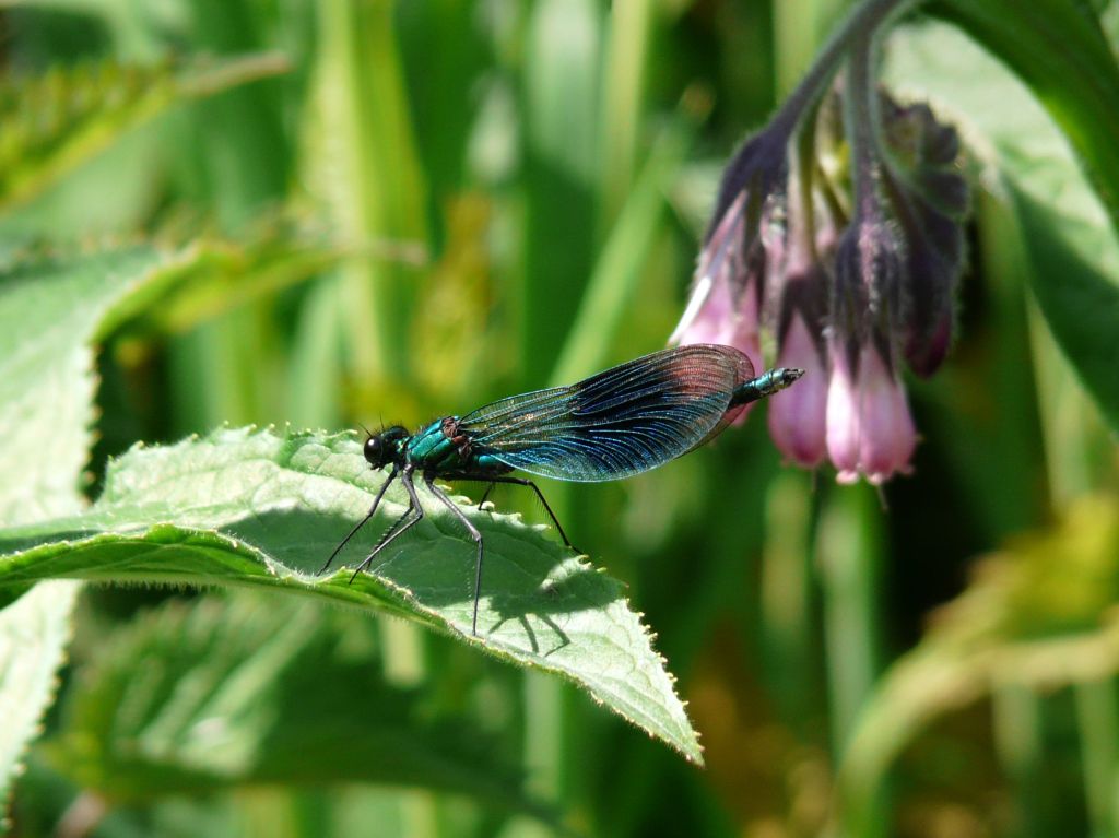Male Banded Demoiselle dragonfly (Calopteryx splendens) resting on a leaf