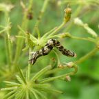 Pug Moth Caterpillars