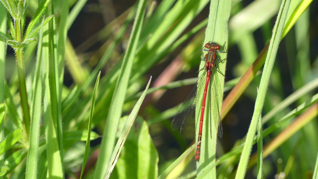 The Large Red Damselfly (Pyrrhosoma nymphula) resting on a blade of grass