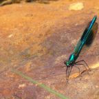 Banded Demoiselle