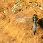 Black-tailed Skimmer