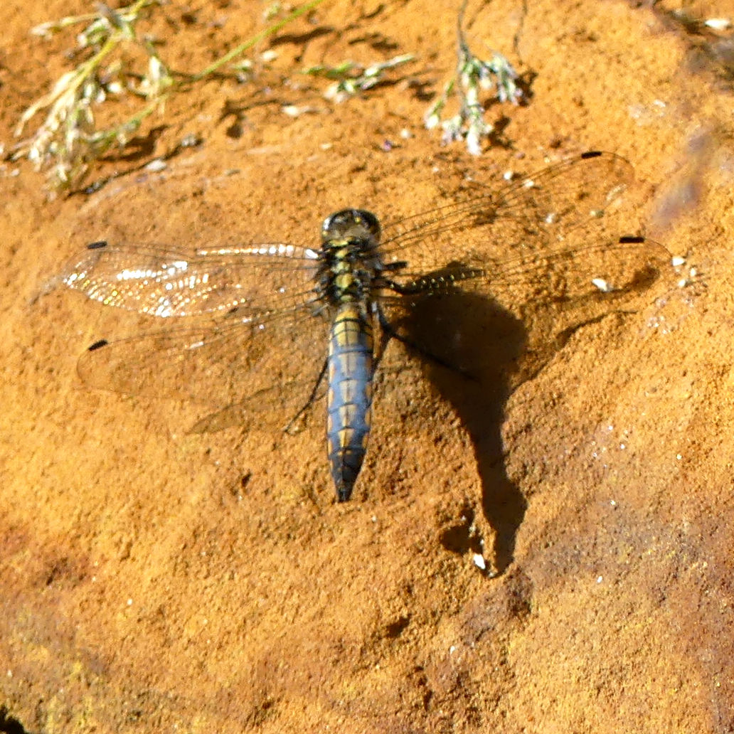 Black-tailed Skimmer dragonfly (Orthetrum cancellatum) resting on a stone