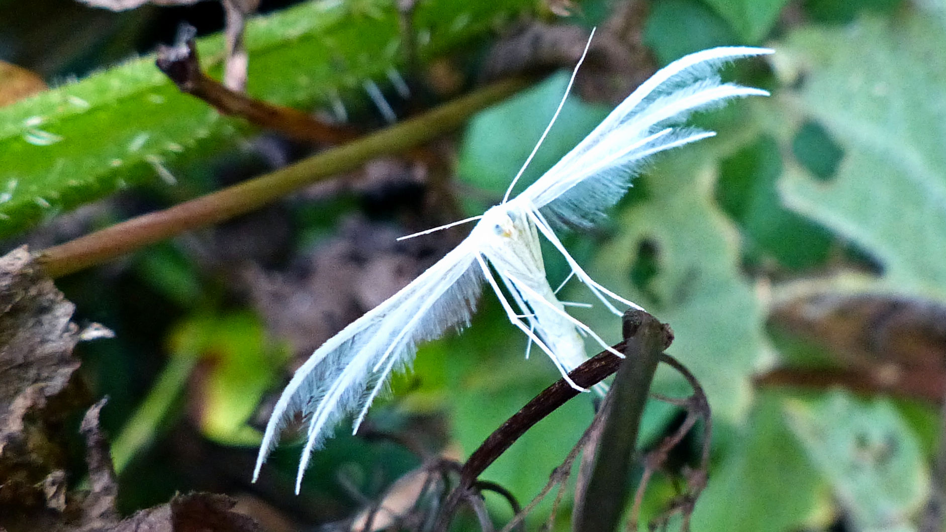 White Plume Moth (Pterophorus pentadactyla) with wings like feathers