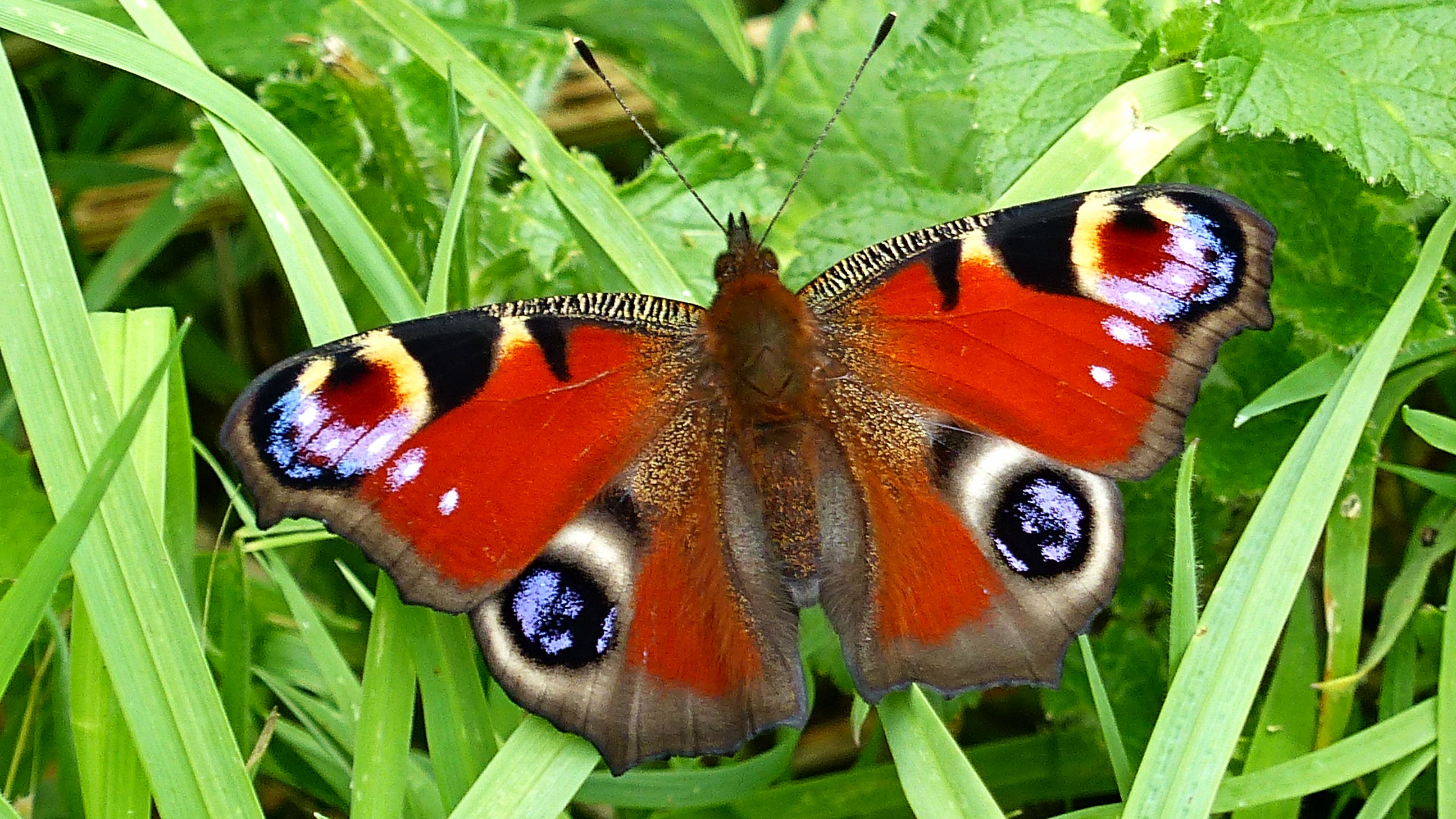 Peacock Butterfly (Aglais io) with wings open and upper surface pattern displayed while resting on grass at Charlton Down Nature Area in Dorset