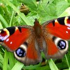 List of Butterflies & Moths