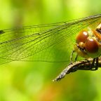 Common Darter