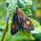 Small Purple and Gold Moth