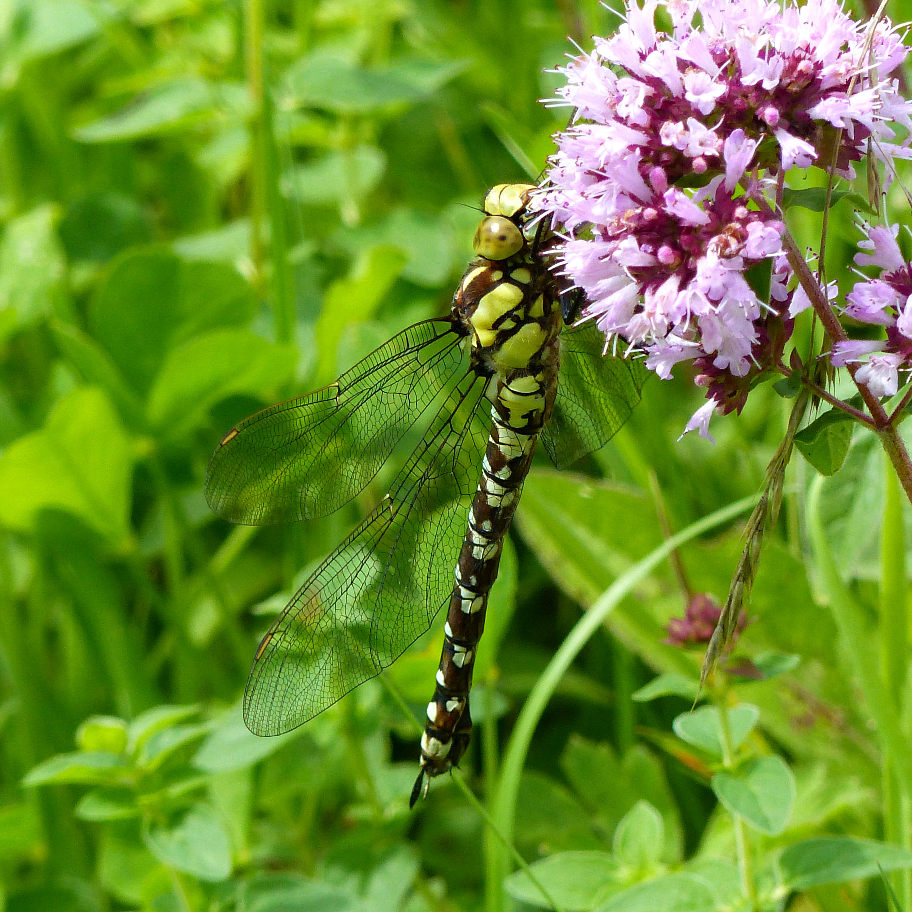 Southern Hawker Dragonfly (Aeshna cyanea) resting on wild marjoram flowers