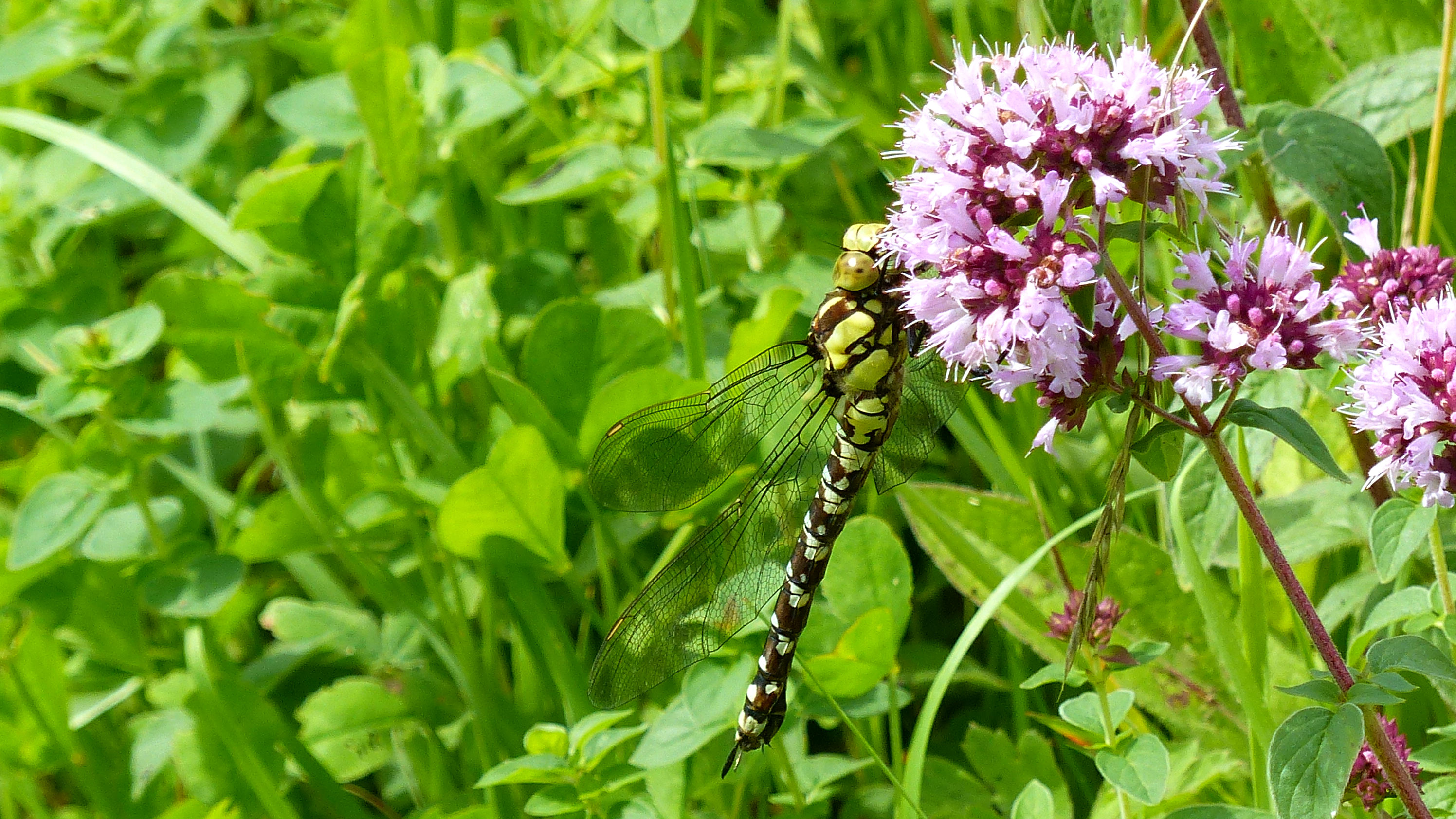 Southern Hawker Dragonfly (Aeshna cyanea) resting on wild marjoram flowers