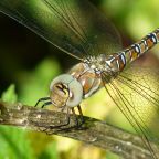 Migrant Hawker