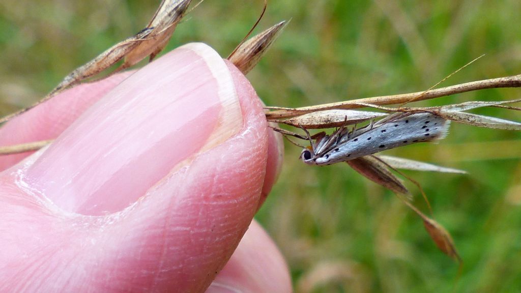 Spindle Ermine micro-moth (Yponomeuta cagnagella) resting with closed wings on grass seeds, showing its small size compared with my thumb