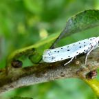 Spindle Ermine Moth