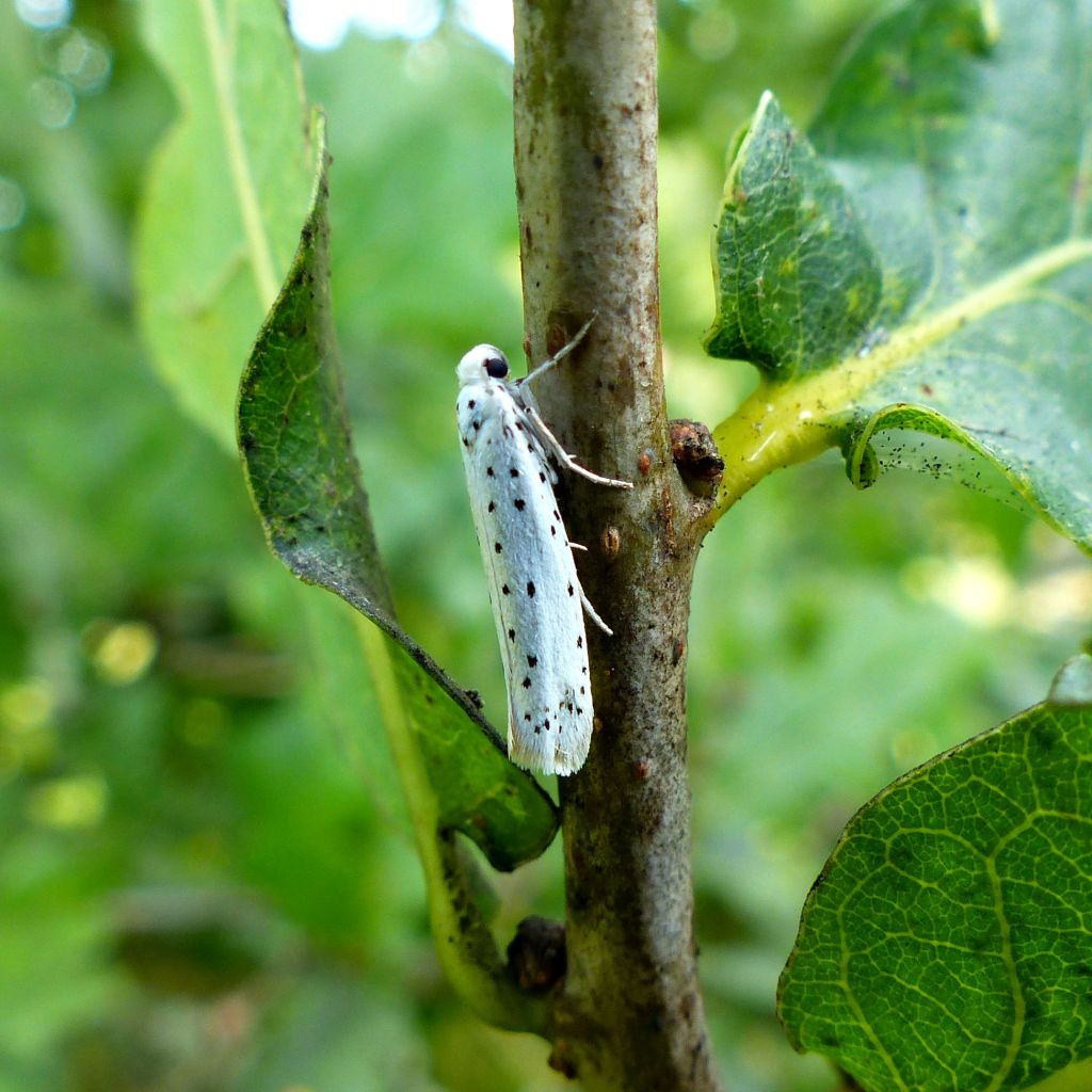 Spindle Ermine micro-moth (Yponomeuta cagnagella) resting with closed wings on an oak twig at Charlton Down nature Area in Dorset